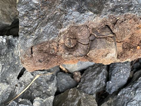 carboniferous limestone fossils
